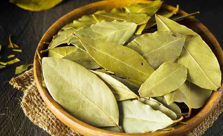 Si t’i Përdorni Gjethet e Dafinës për Gripin dhe të Ftohurën