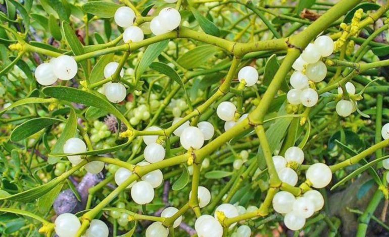 Veshtulla – Bima Medicinale Qetësuese