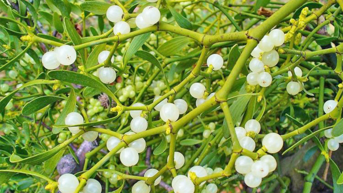 Veshtulla – Bima Medicinale Qetësuese