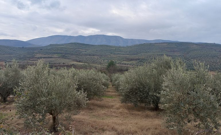 Mungesa e krahut të punës në Berat i lë ullinjtë në pemë