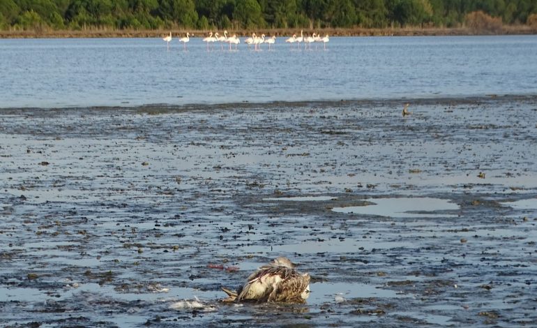 Përhapja e H5N1 rrezikon seriozisht shpendët e egër në Shqipëri