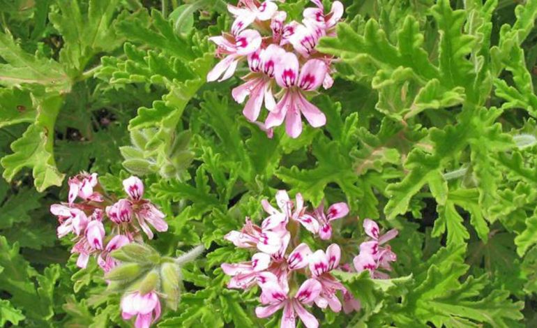 Fuqitë Medicinale të Barbarozës – Përdorimet për Shëndetin dhe Trupin