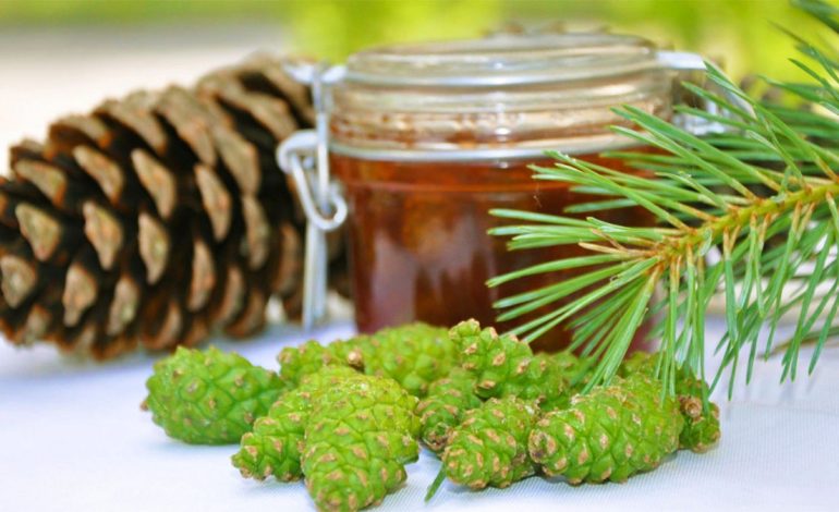 Reçeli i Konkave të Pishës – Ëmbëlsia Kuruese për Shëndetin