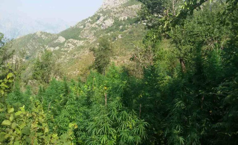 Mbolli mbi 11 mijë rrënjë kanabis në Malësinë e Madhe, SPAK mbyll hetimet dhe dërgon për gjykim Mark Gilajn