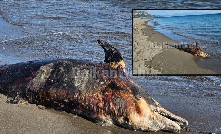 FOTO LAJM/ Delfin i ngordhur në plazhin e Rrjollit?