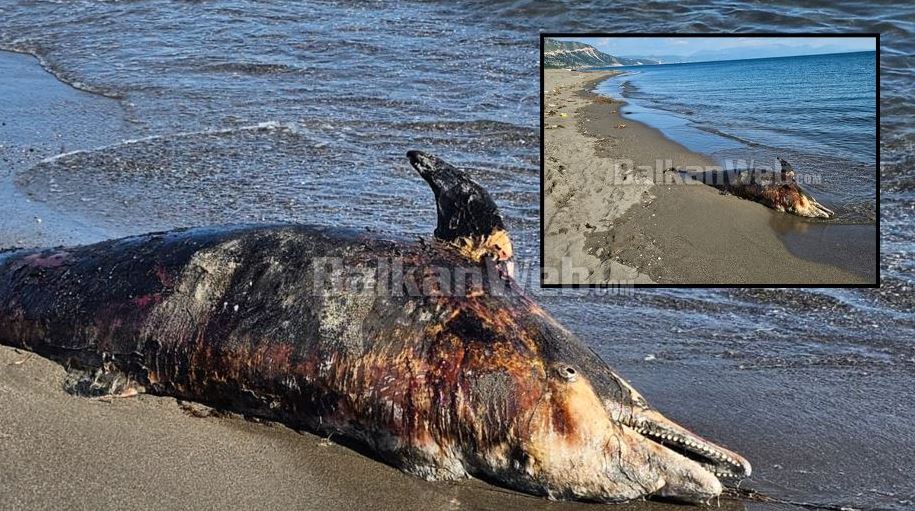 FOTO LAJM/ Delfin i ngordhur në plazhin e Rrjollit?