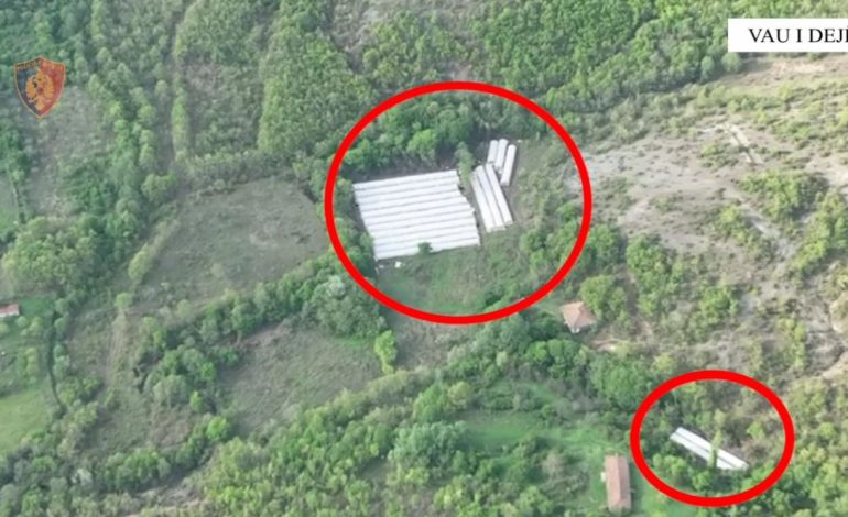 Operacioni “Koordinata”/ Policia zbulon 2 raste kultivimi kanabisi në Vaun e Dejës, sekuestron mbi 2700 bimë narkotike